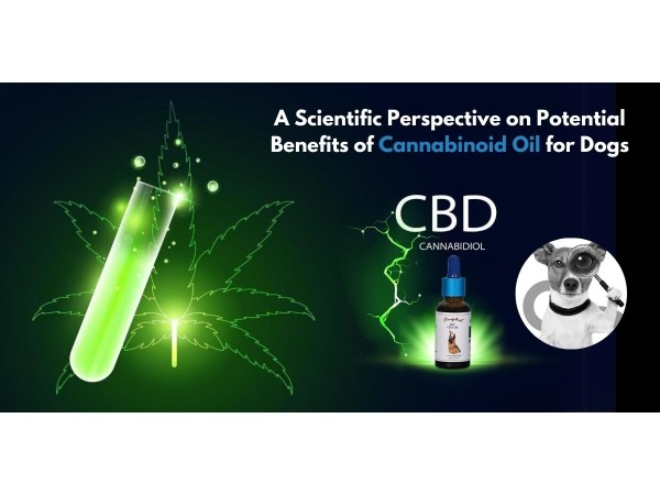 cannabinoid oil for dog