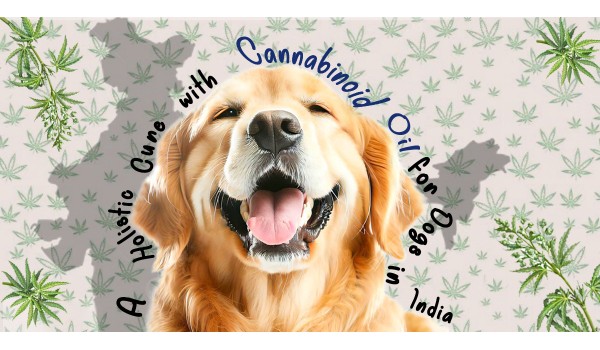 A Holistic Cure With Cannabinoid Oil For Dogs In India