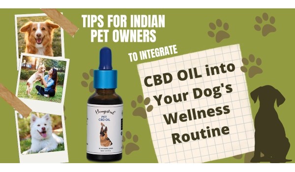 Tips For Indian Pet Owners To Integrate CBD Oil Into Your Dog's Wellness Routine