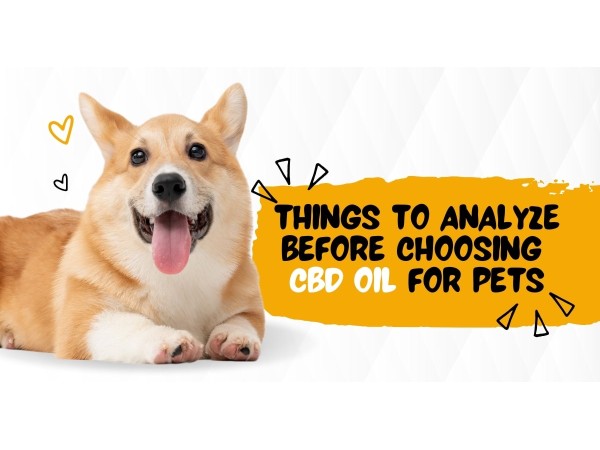 cbd oil for pets