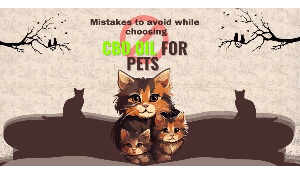 Mistakes To Avoid While Choosing Cbd Oil For Pets