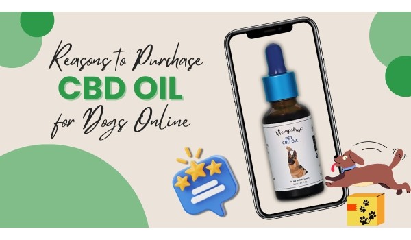 Reasons To Purchase CBD Oil For Dogs Online