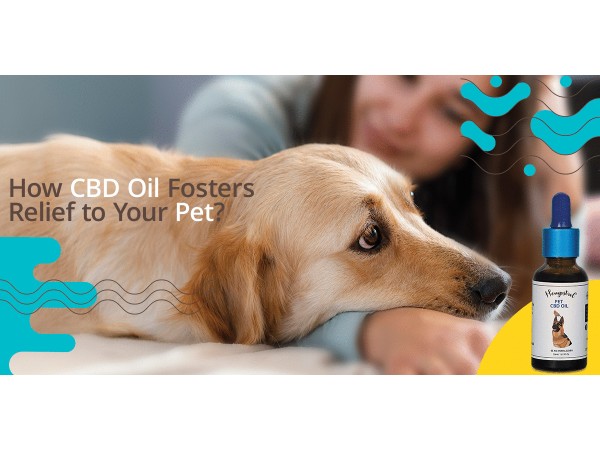 cbd oil for dogs India