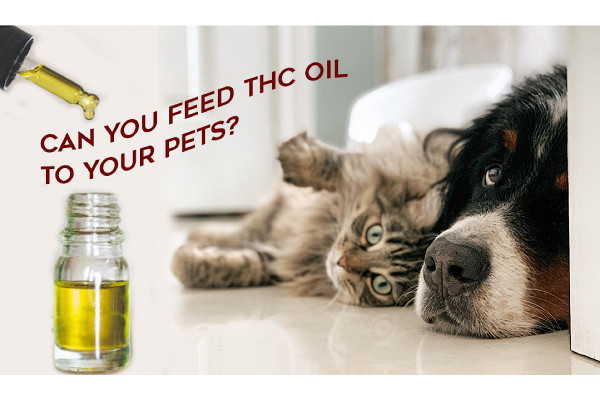 Buying CBD oil for pets for the first time? Make sure to check its THC content