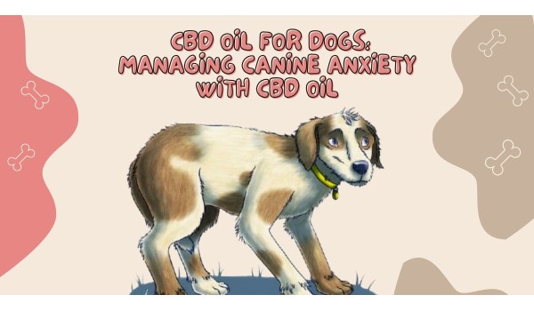 CBD Oil For Dogs: Managing Canine Anxiety With CBD Oil