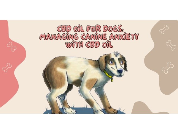 cannabinoid oil for dog