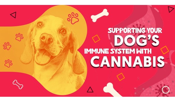 Supporting Your Dog's Immune System With Cannabinoid Oil	