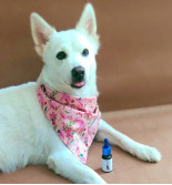 CBD Oil for Pets in India