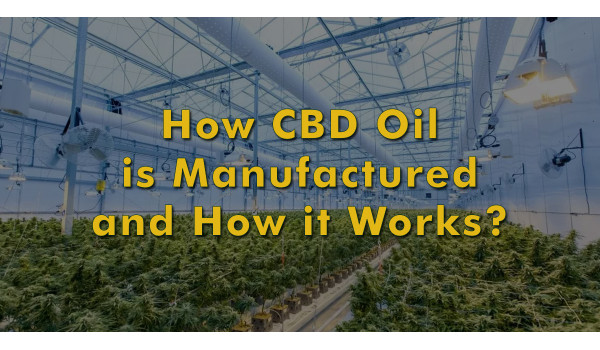 CBD Oil: How is it extracted in India and from where to buy CBD oil in India?