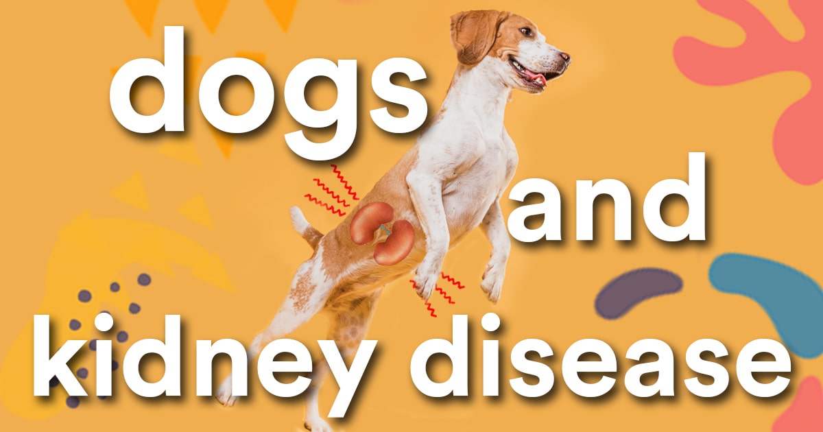 can cbd oil cause kidney problems in dogs