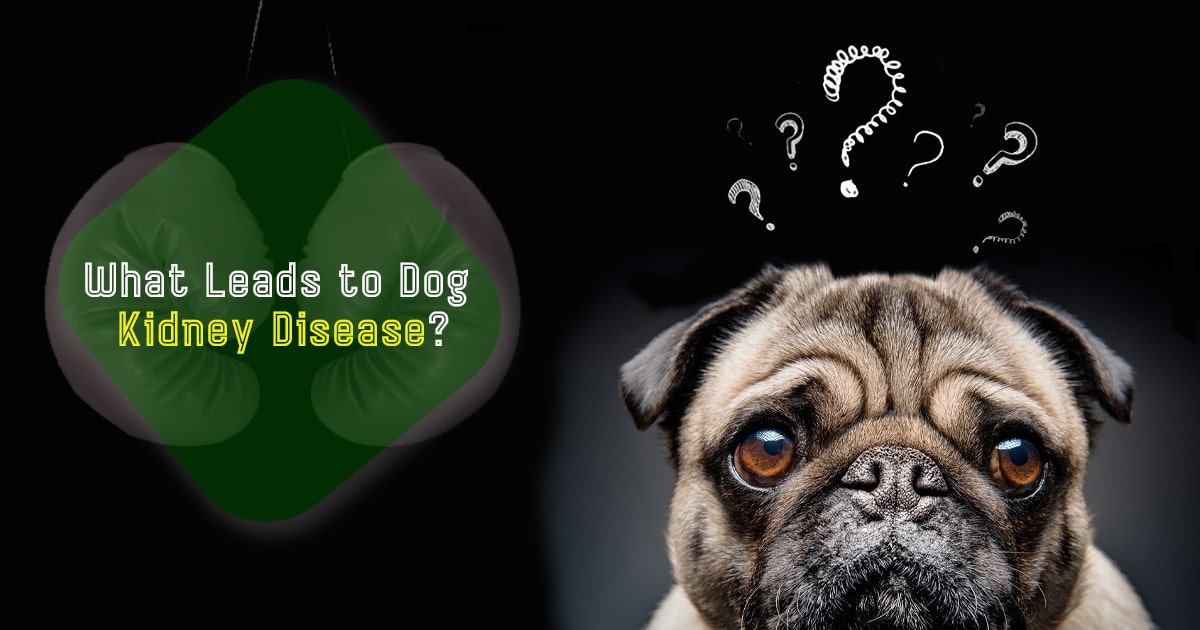 can cbd oil cause kidney problems in dogs