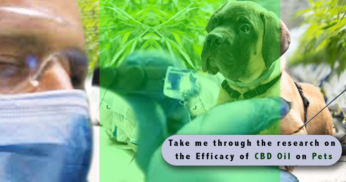 can cbd oil cause kidney problems in dogs