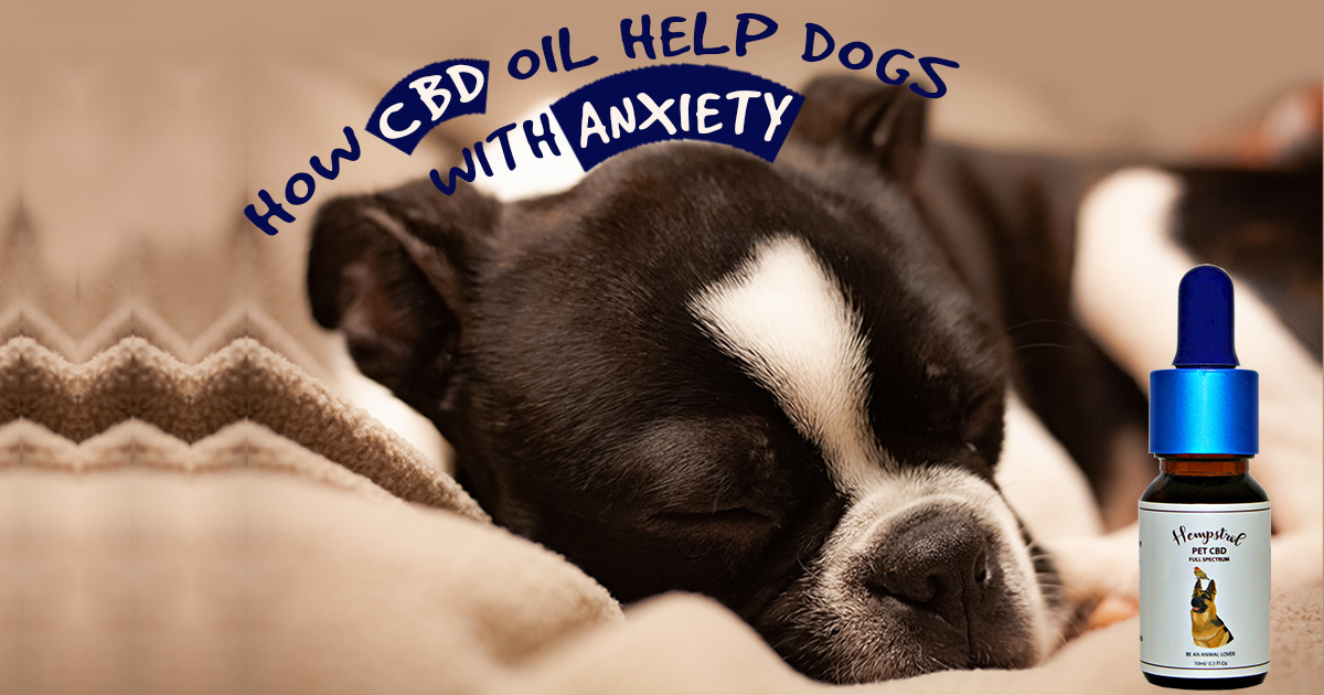 can cbd drops help dogs anxiety