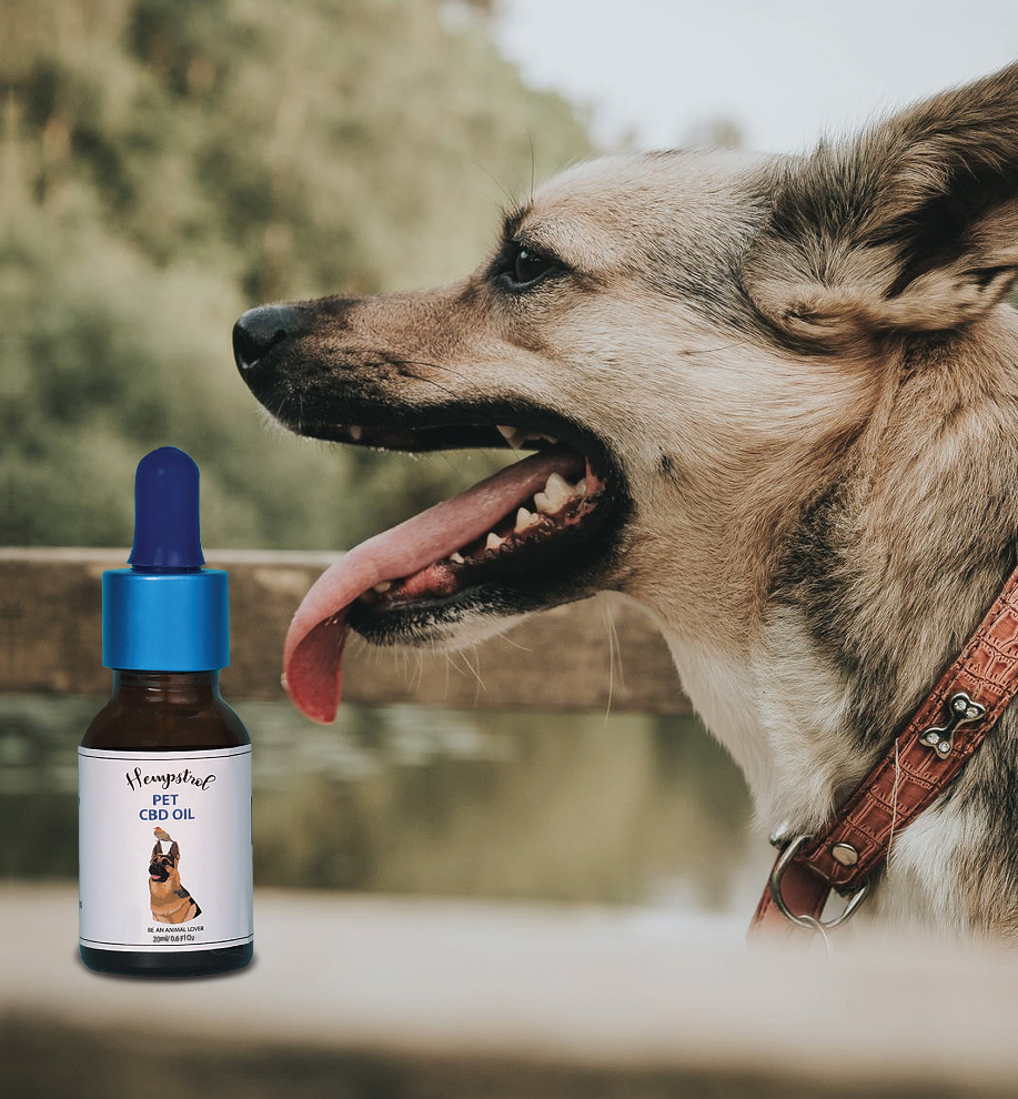 Factors before selecting the best CBD product for your Pet