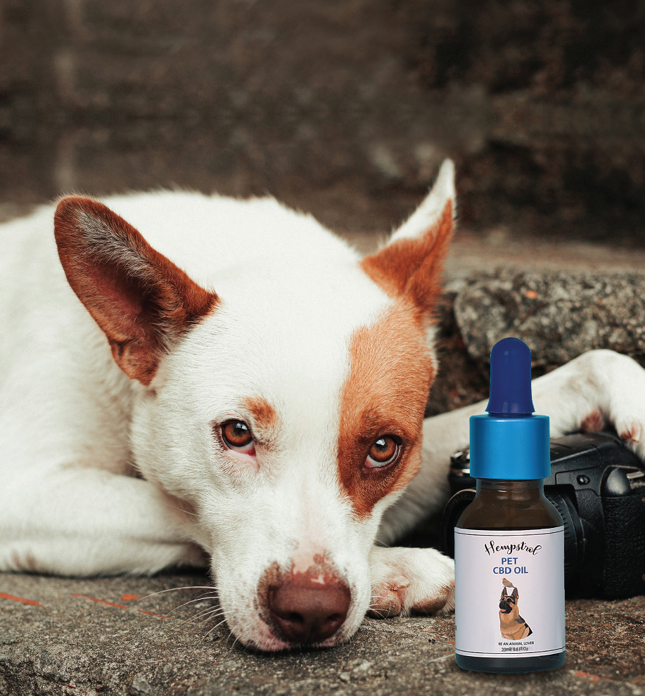 How Much CBD Oil Should I Give to My Dog?